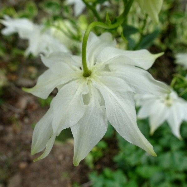 Aquilegia vulgaris Žiedas