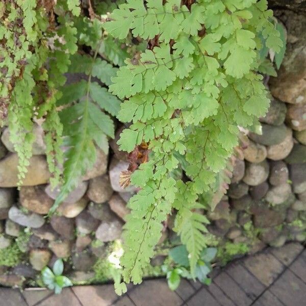 Adiantum concinnum 葉