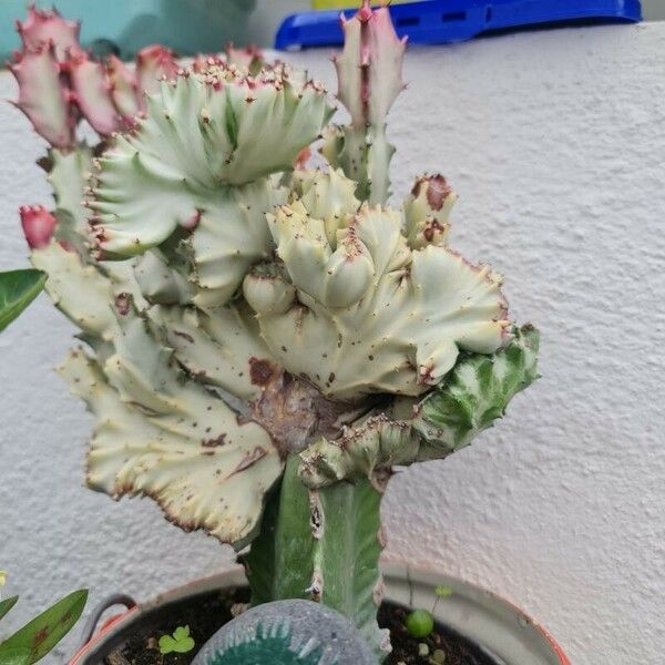 Euphorbia lactea Прочее