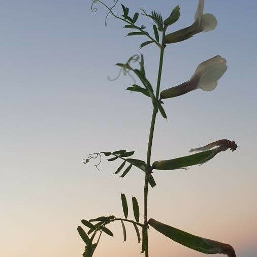 Vicia grandiflora Flower