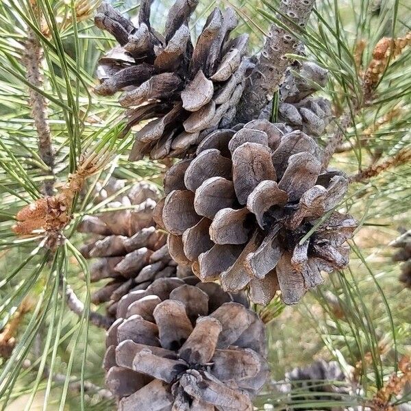 Pinus brutia Frukt