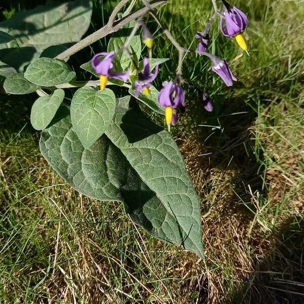 Solanum dulcamara Цветок