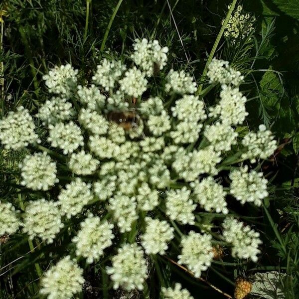 Ammi majus Кветка