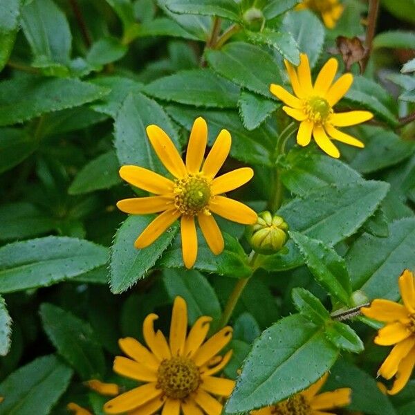 Sanvitalia procumbens 花