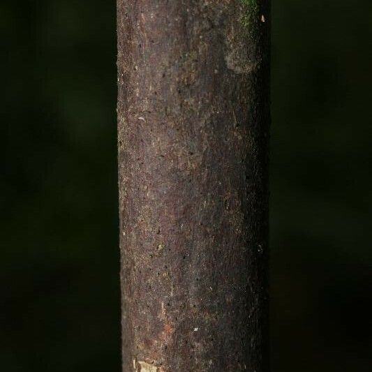 Licaria chrysophylla Bark