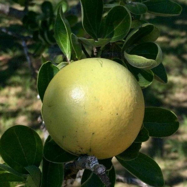 Strychnos madagascariensis Frukt