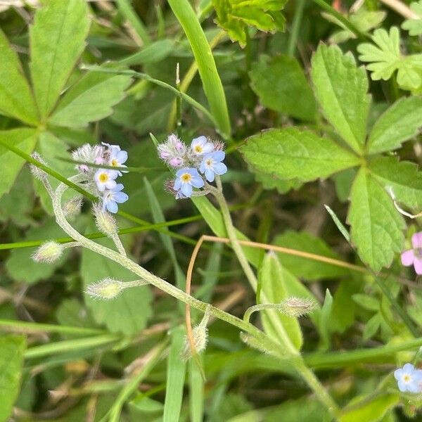 Myosotis arvensis 花