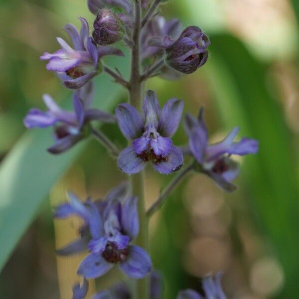 Delphinium staphisagria 花