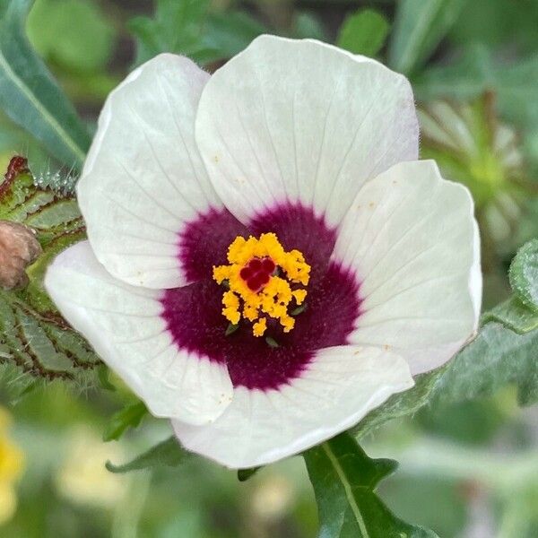 Hibiscus trionum Flower