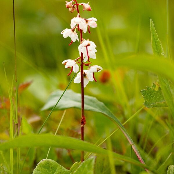 Pyrola rotundifolia Habitus