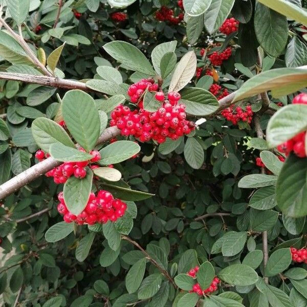 Cotoneaster coriaceus 果