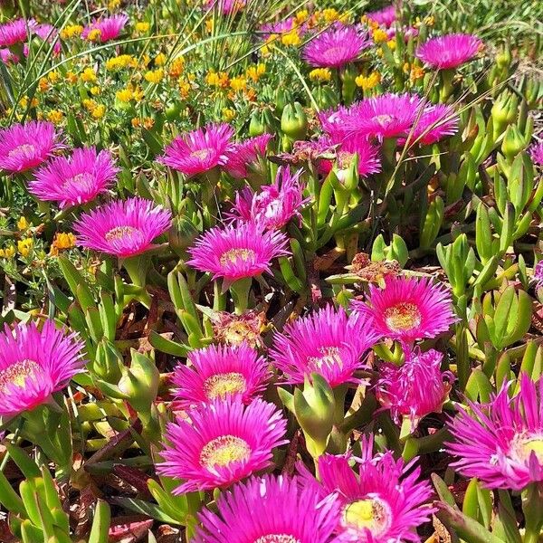 Carpobrotus acinaciformis 花