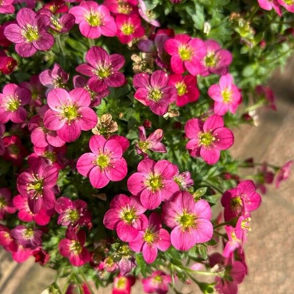 Saxifraga rosacea Flower