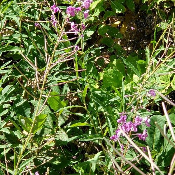 Epilobium angustifolium Fulla