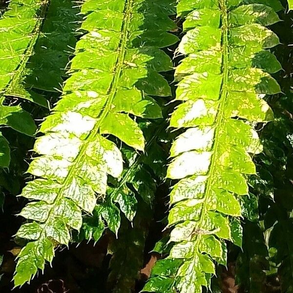 Polystichum luctuosum ഇല