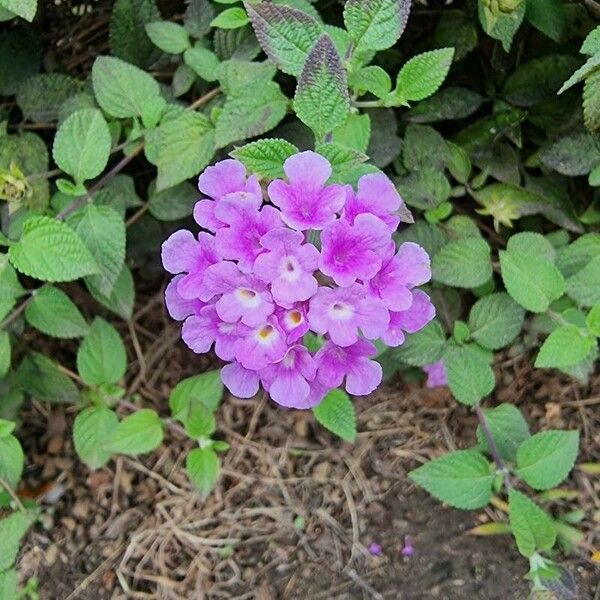 Lantana montevidensis Žiedas