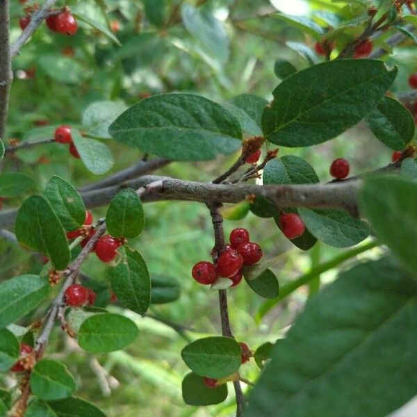 Shepherdia canadensis 果實