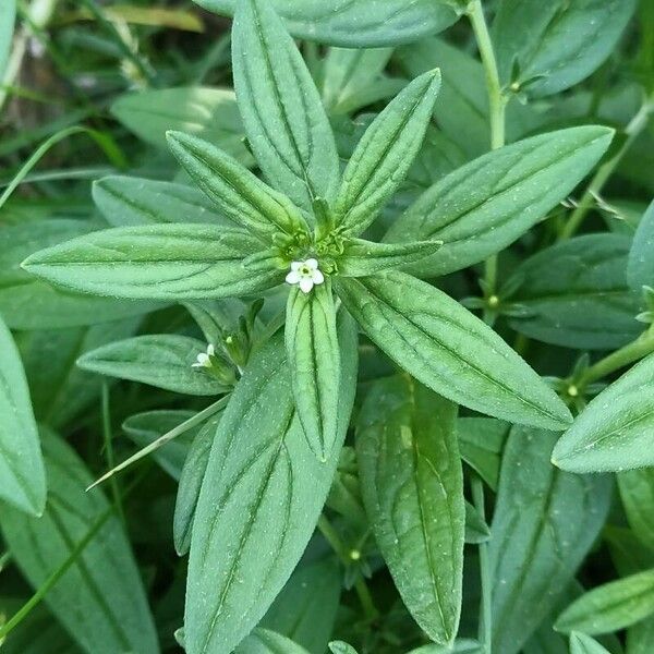 Lithospermum officinale Virág