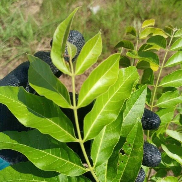 Toona ciliata Leaf