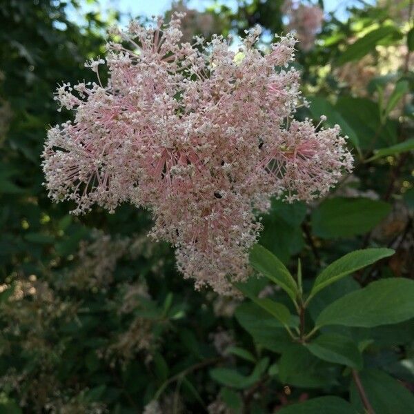 Ceanothus americanus Flors