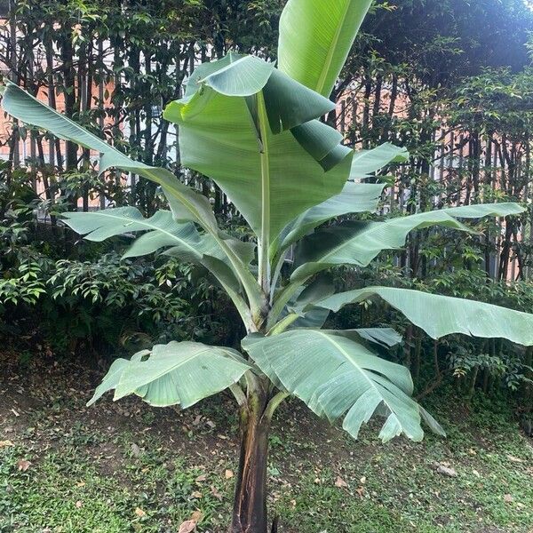 Musa × paradisiaca Flor