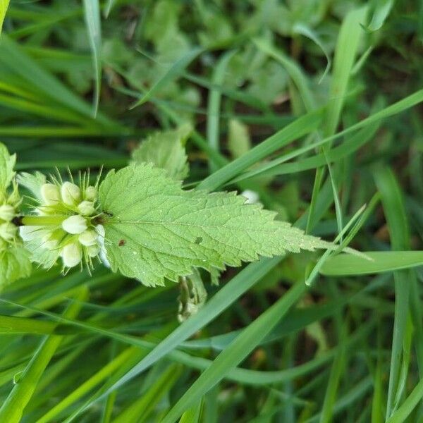 Lamium album Folha