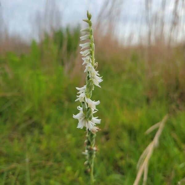 Spiranthes vernalis ᱵᱟᱦᱟ