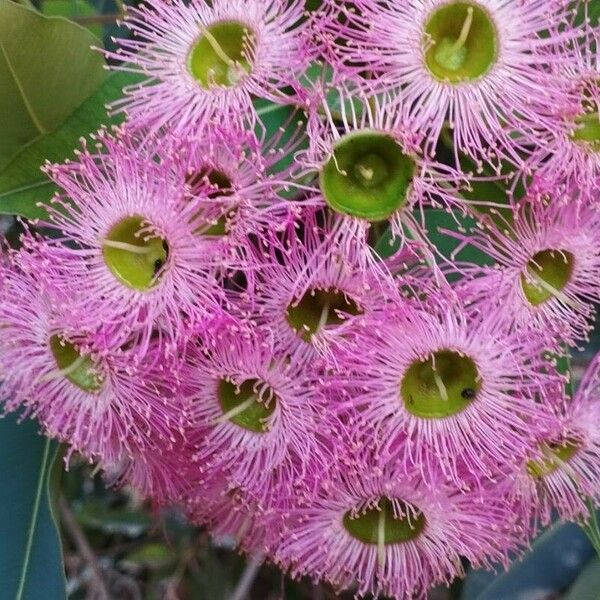 Corymbia ficifolia 花