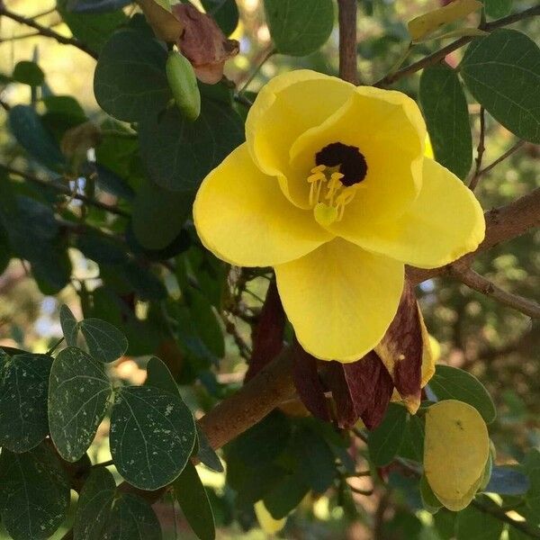 Bauhinia tomentosa Flor