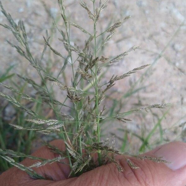 Eragrostis barrelieri Blodyn