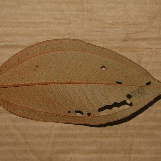 Miconia elata