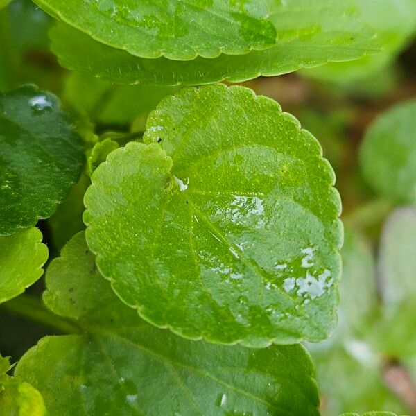 Viola reichenbachiana Leaf