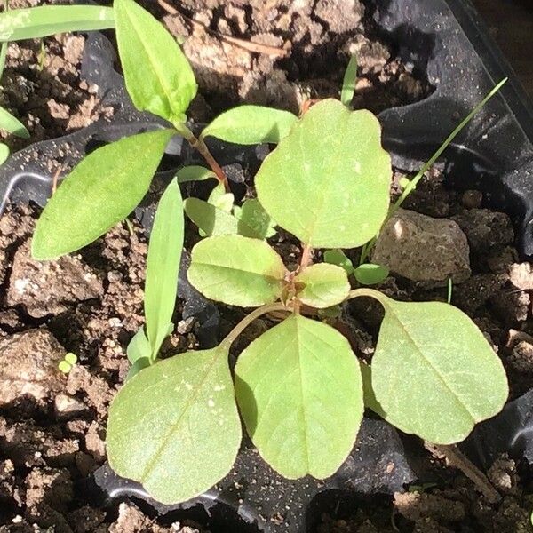 Amaranthus blitum Fulla