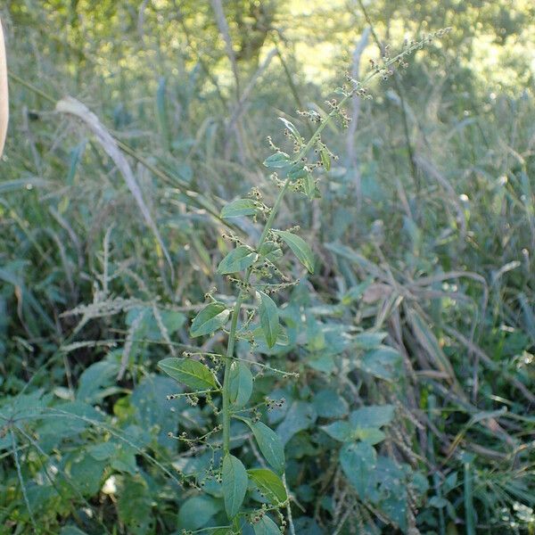 Lipandra polysperma autre