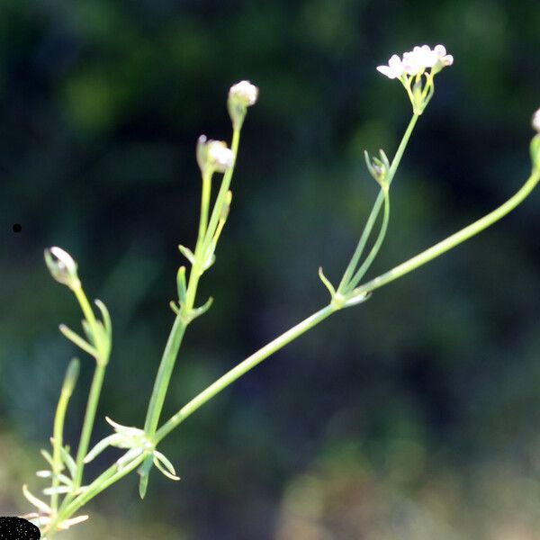 Galium debile Elinympäristö