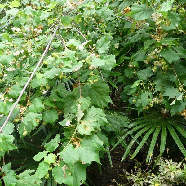 Dombeya burgessiae Liść