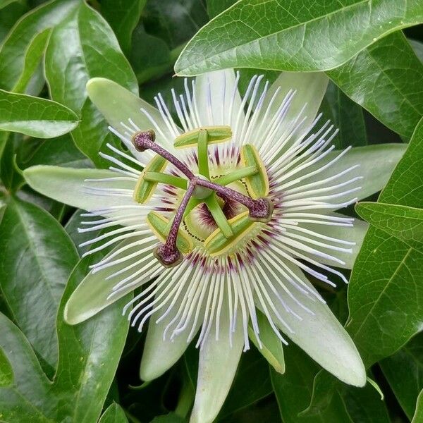 Passiflora caerulea Цвят