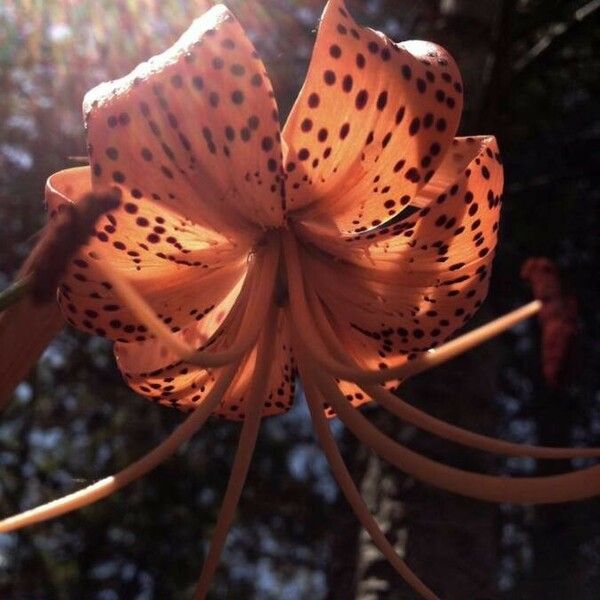 Lilium lancifolium Flors