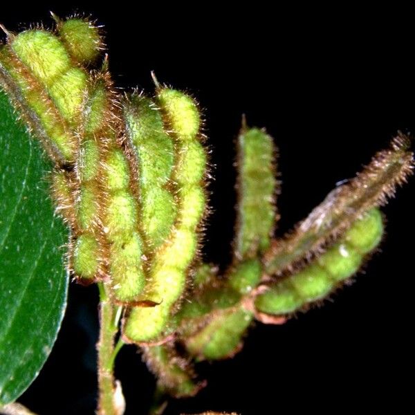 Desmodium heterocarpon Fruit