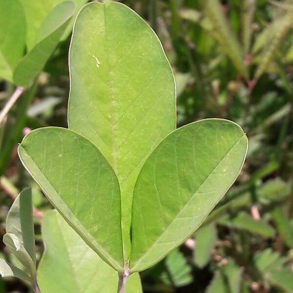 Crotalaria pallida Leaf