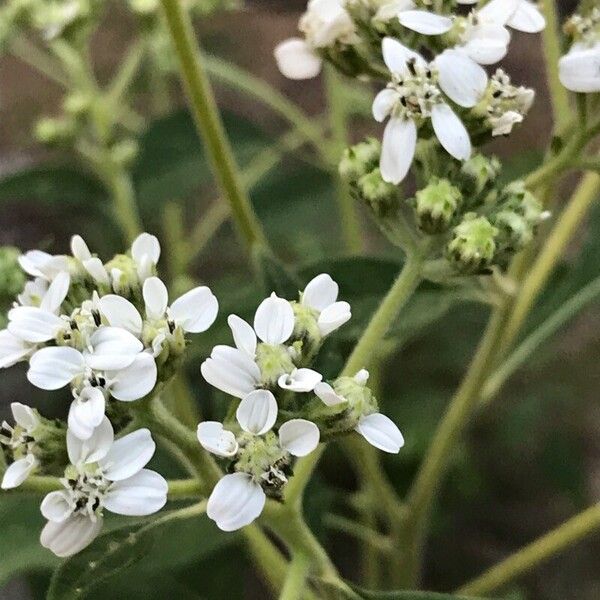 Verbesina virginica Lorea