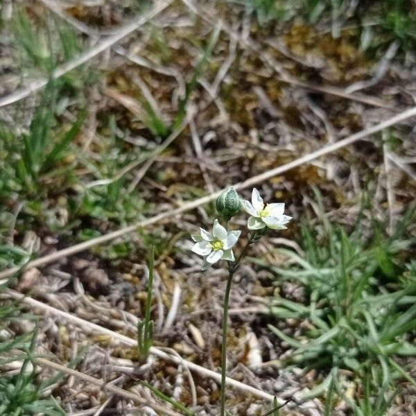 Spergula morisonii Virág