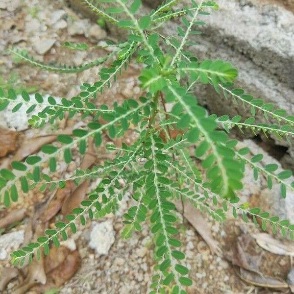 Phyllanthus amarus Feuille