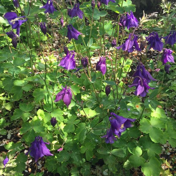 Aquilegia vulgaris പുഷ്പം