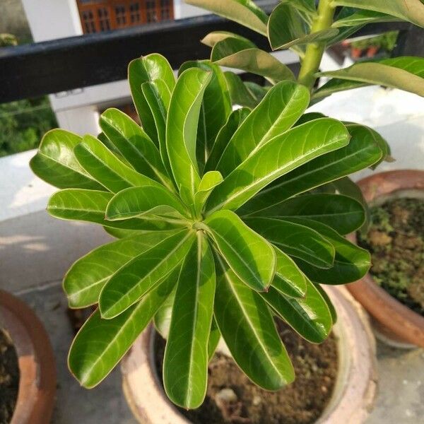 Adenium obesum Folio