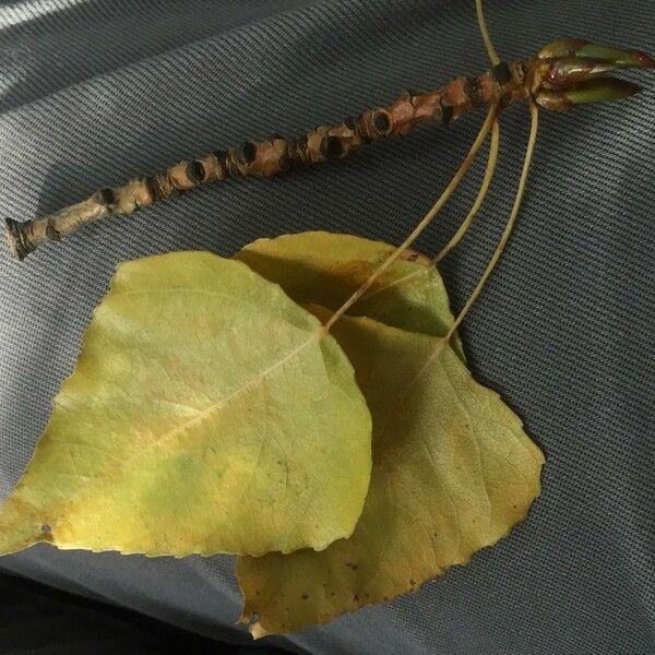 Populus nigra Leaf