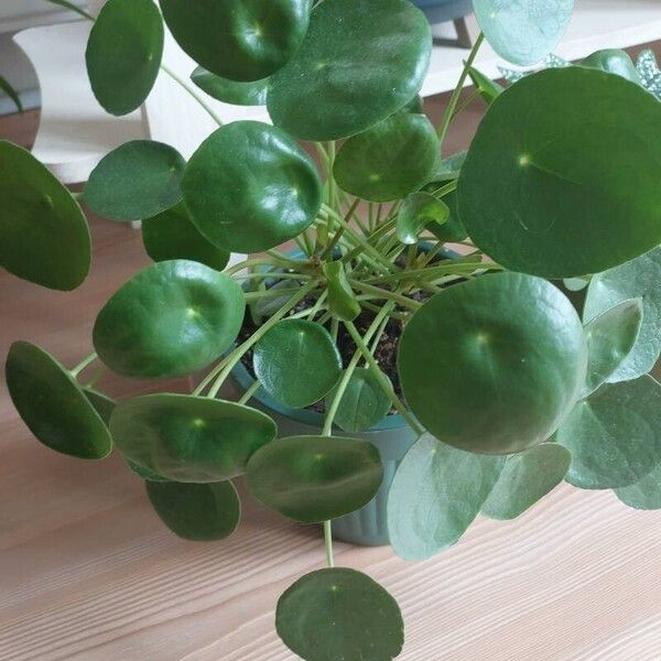 Pilea peperomioides Lehti