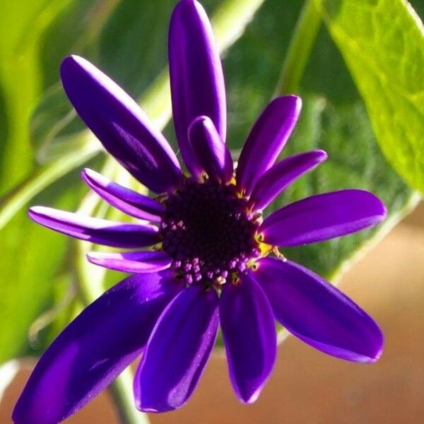 Pericallis lanata Fleur