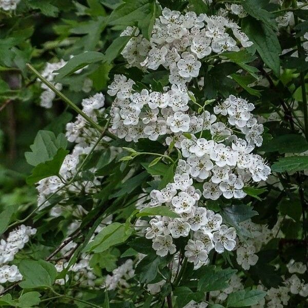 Crataegus monogyna Flower