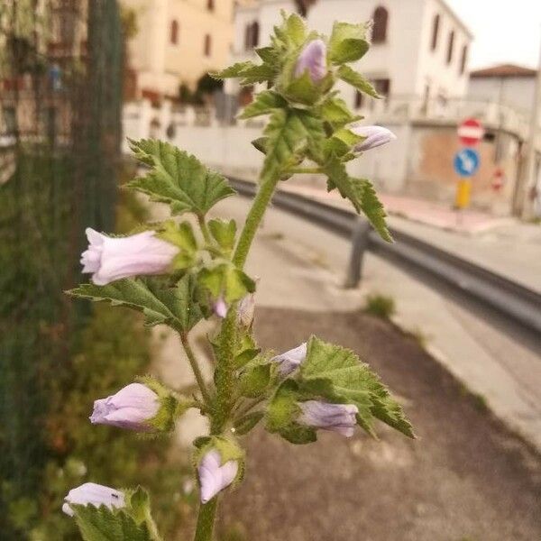 Malva sylvestris Хабит